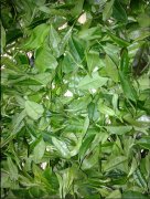 我校八月份炒茶技能课展示