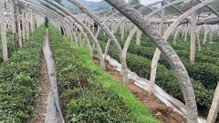 2019年4月27日我校带领学生黄巢茶园采茶